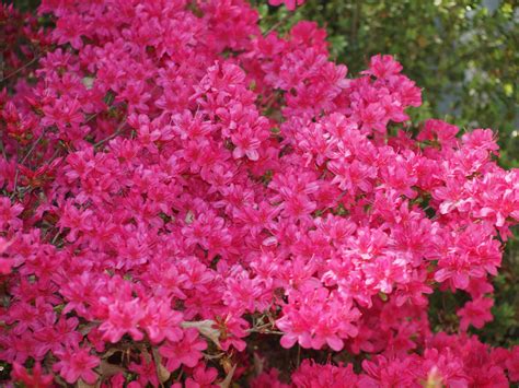 Pink Azalea Bush Free Stock Photo - Public Domain Pictures