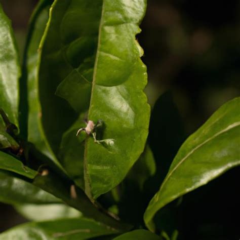 Small White Spiders: A Closer Look at these Fascinating Creatures