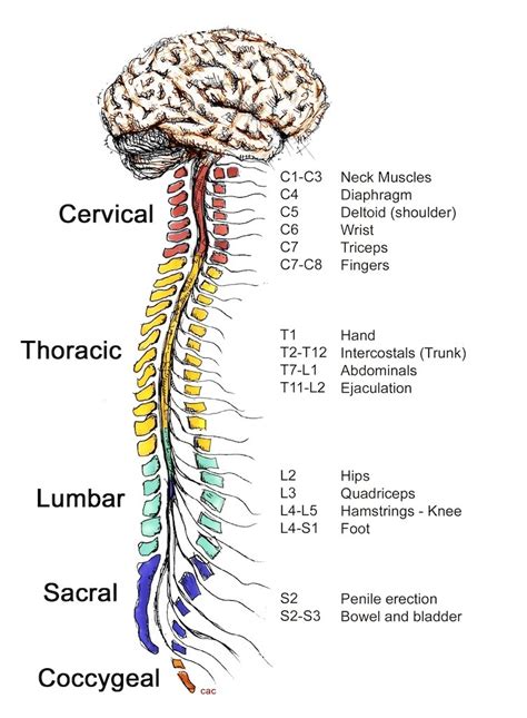 Laxmi Homeo Clinic: The nervous system and its dysfunction