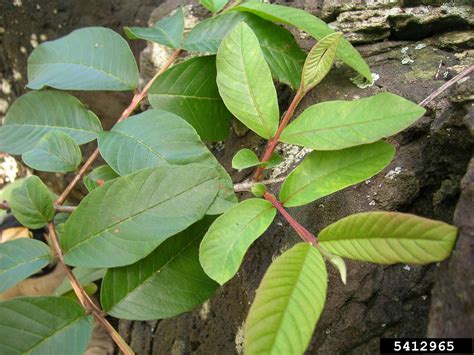 Yellow Leaves On A Guava Tree: Reasons For Guava Leaves Turning Yellow