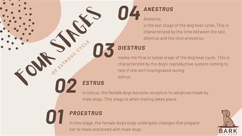 Dog Heat Cycle: 4 Stages Of Reproduction In Dogs Explained | Bark For More