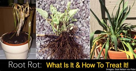 Root Rot Treatment | How To Fix Root Rot | Causes & Symptoms