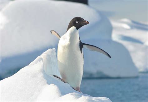 Antarctic Wildlife | Guide & Travel Advice | Swoop Antarctica