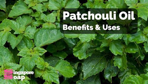 Patchouli Essential Oil Benefits & Uses - Singapore Soap Supplies