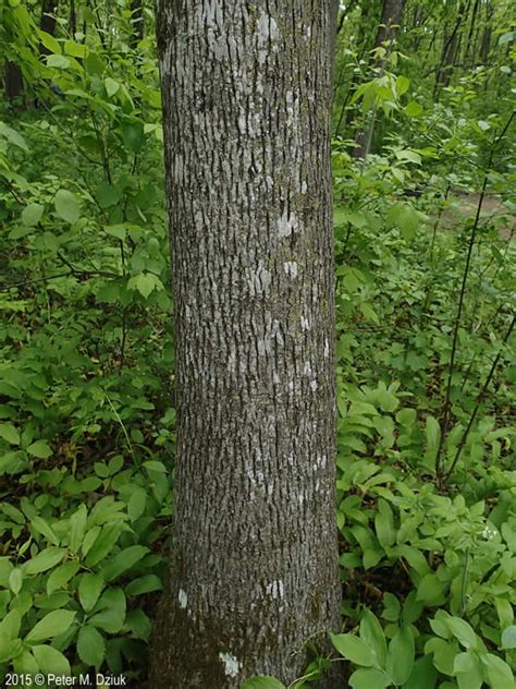 Carya cordiformis (Bitternut Hickory): Minnesota Wildflowers