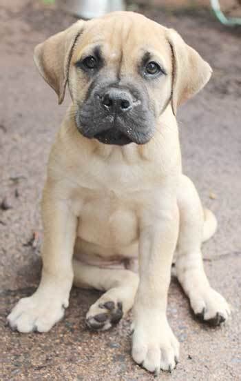 All About the Mastiff Lab Mix (The Mastador): Facts/Information