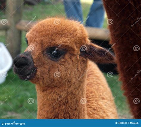 Brown Cria (Young Alpaca) stock image. Image of furry - 4868395