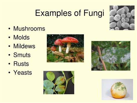 PPT - Mushrooms PowerPoint Presentation - ID:5836874