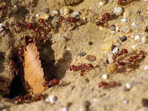 Red Harvester Ant – Trails – DFW Urban Wildlife