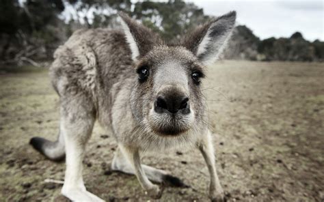 animals, Kangaroos, Closeup Wallpapers HD / Desktop and Mobile Backgrounds