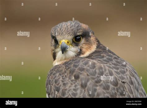 Juvenile peregrine falcon eye Stock Photo - Alamy