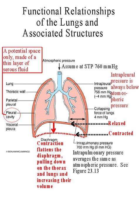 Lungs: Zones Of The Lungs