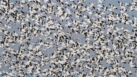 The Birds Are Back At Malheur National Wildlife Refuge | Audubon