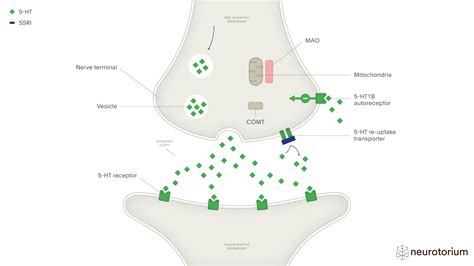 Selective Serotonin Re-Uptake Inhibitors (SSRIs) - Neurotorium