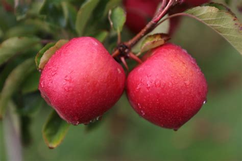 IMG_2436 | Pink Lady Apples 8 May 2019 for Nic Newtonorchard… | Flickr