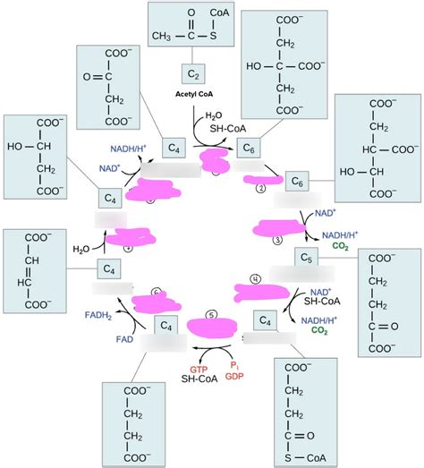 Citric Acid Cycle Structures Diagram | Quizlet