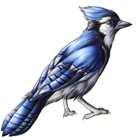 Blue Jay by blazheirio889 on DeviantArt