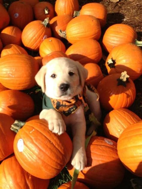 Pumpkin Cute Puppy Halloween Wallpaper - Pets Lovers