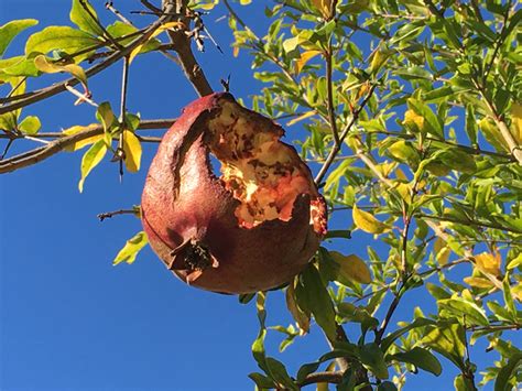 How to Keep Squirrels and Birds From Eating Your Fruit | Root Simple