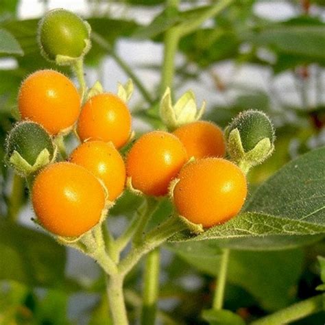 Dwarf Tamarillo Seeds (Solanum abutiloides) - Price €2.05