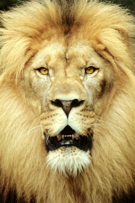 Majestic Lion Free Stock Photo - Public Domain Pictures