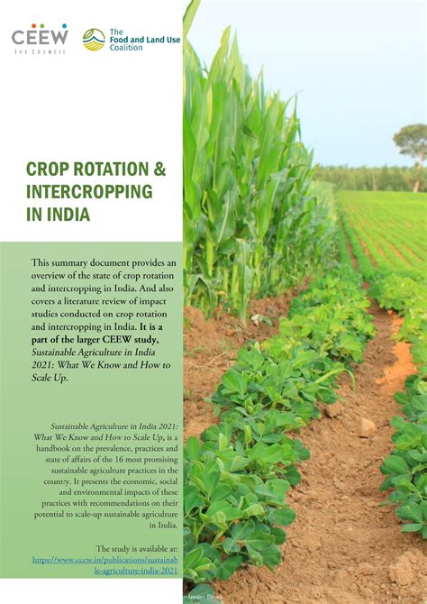 What is Crop Rotation & Intercropping? CEEW Research