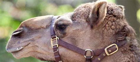 20 Most Interesting Camel Facts With Photos - Answers Africa