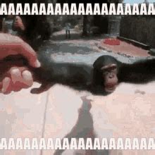 Aaaaaaaaaah GIFs | Tenor