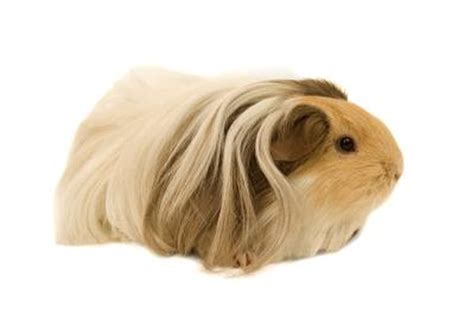 Silkie Guinea Pigs