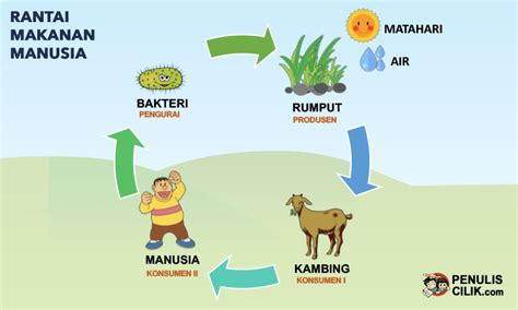 Rantai makanan ekosistem kolam | Amenoma