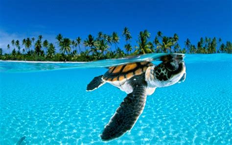 Turtle Wallpapers - Top Free Turtle Backgrounds - WallpaperAccess