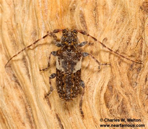 Pogonocherus arizonicus - BugGuide.Net