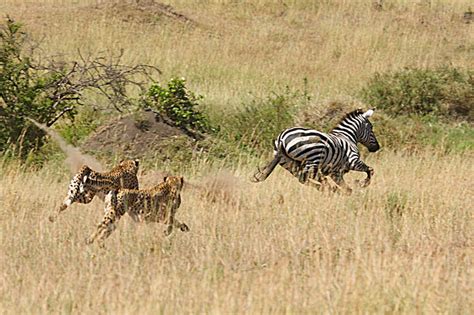 Hunting zebra - Animal & Insect Photos - Images du monde et d'ailleurs