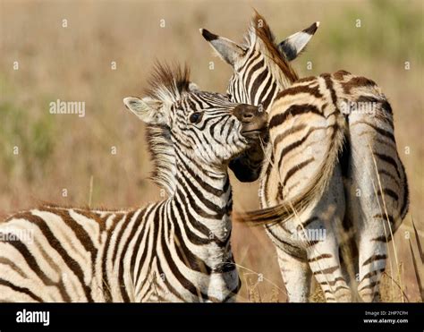 Plains Zebra, South Africa Stock Photo - Alamy