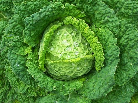 Savoy Cabbage — Stock Photo © saphira #1647745