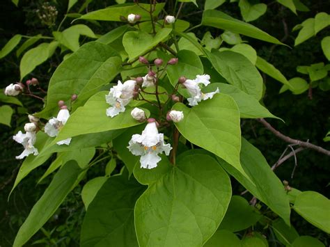 What Should I Be Doing With My Bees This Month?: Catalpa Trees