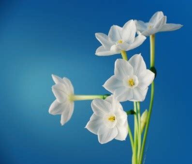 Narcissus Flower Grow By Water | Best Flower Site