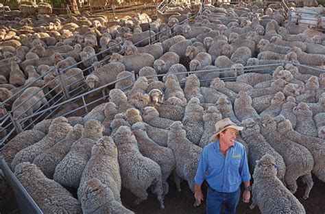 Bucking tradition breeds innovation for Merino sheep farmer