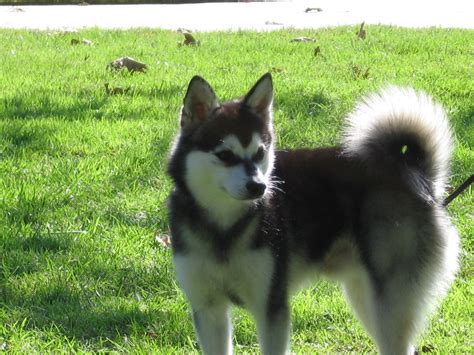 Alaskan Klee Kai - Puppies, Rescue, Pictures, Information, Temperament ...