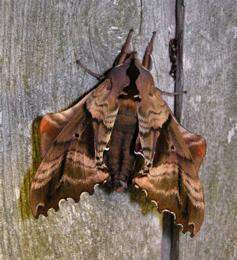 Blinded Sphinx Moth: Identification, Life Cycle, Facts & Pictures