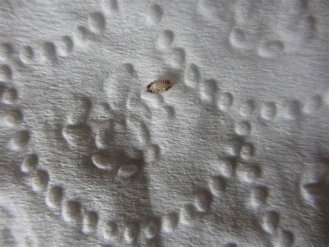 Bed Bug Eggs Vs Carpet Beetle Eggs - Carpet Vidalondon