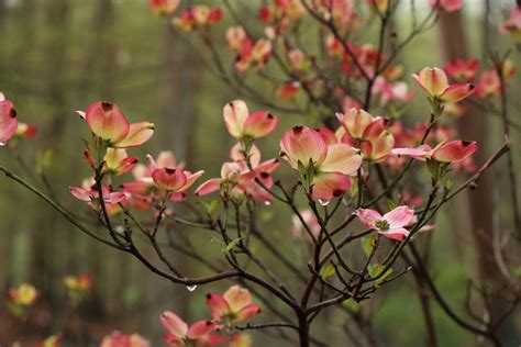 Understory Trees – Mostly Native Shade