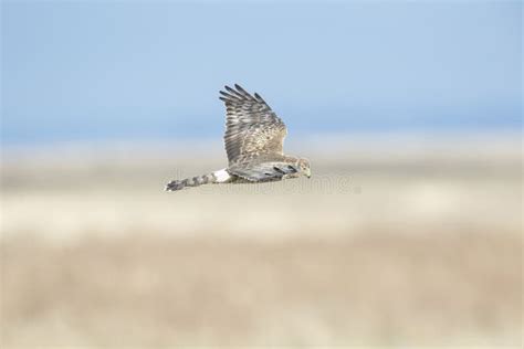 Flying Northern Harrier stock image. Image of female - 176632959