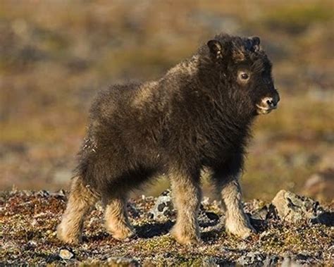 🔥 Mystical creature (musk ox) spotted in forest in Sweden : r ...