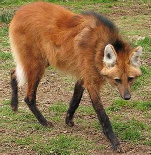 Lobo de Crin: El menos lobo de los lobos | Vida Salvaje