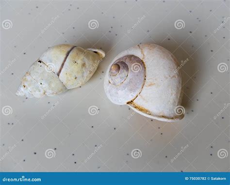 Fossil of Land snail shell stock photo. Image of snail - 75030782