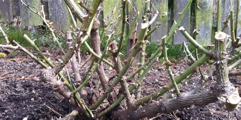 Pruning Knock Out Roses | How To Guide - PlantingTree