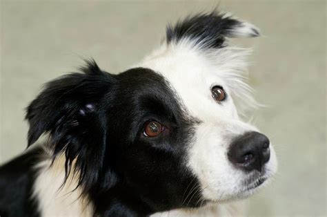 Border Collie Sheepdog Photograph by Louise Murray/science Photo ...