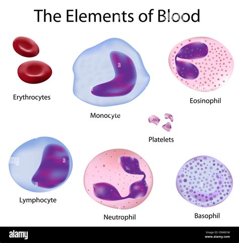 Red Blood Cells And White Blood Cells Difference