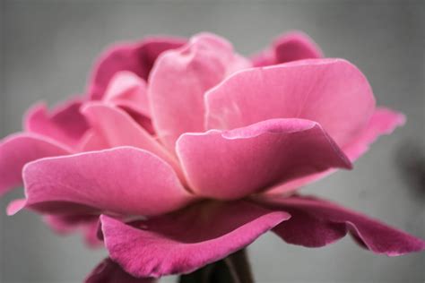 Photo of Pink Petal Flower · Free Stock Photo